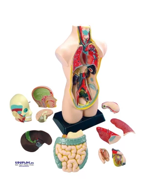 Eduplay Model anatomiczny - 8+ rozmiar: onesize