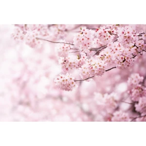 Fototapeta XXL Sakura 360 x 254 cm, 4 części 4-Home