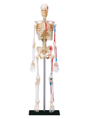 MGM 42-częściowy zestaw naukowy - 8+ rozmiar: onesize