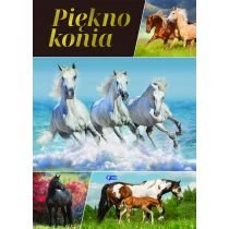 Piękno konia Fenix