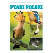 Ptaki Polski Fenix