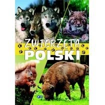 Zwierzęta Polski  FENIX Fenix